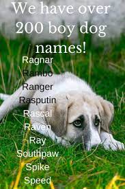 Boy Dog Names A Z Dog Names Boy Dog Names Dog Names Dog Names Boy Dog Names Big Dog Names