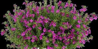 Image result for Jamesbrittenia integerrima