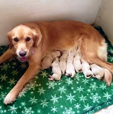 The english golden is such an amazing breed. Our Golden Retriever Babies Home Facebook