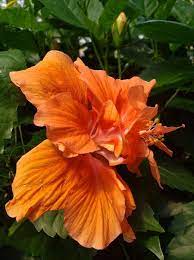 Smartme 20 ct yellow orange hibiscus perennial flowers flower, for gardening and planting. Joanne Double Orange Hibiscus Tropical Plants Almost Eden