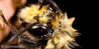 Check spelling or type a new query. How To Help Revive A Cold Or Wet Bee Save Bees