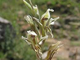 Image result for Gladiolus permeabilis