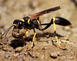 Image result for Scepocarpus