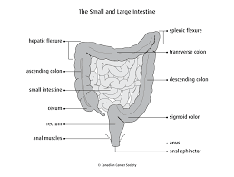 Colon Diagram Catalogue Of Schemas