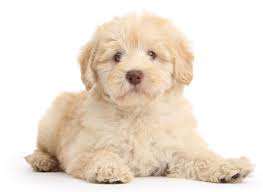 These mini doodles may possibly be the cutest thing you'll ever see. 1 Goldendoodle Puppies For Sale By Uptown Puppies