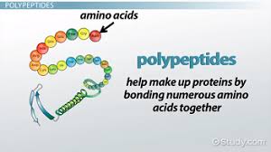 Chains of fewer than ten or fifteen amino acids are called oligopeptides, and include dipeptides, tripeptides, and tetrapeptides. Polypeptide Definition Formation Structure Biology Class 2021 Video Study Com
