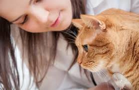San diego pet hospital serves the small animal medical needs of greater san diego. Rancho San Carlos Pet Clinic Inc 7850 Golfcrest Dr San Diego Ca 92119 Yp Com