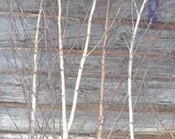 These white birch poles come in a variety of sizes. Birch Tree Decor Etsy