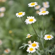 Image result for Helichrysum argyranthum