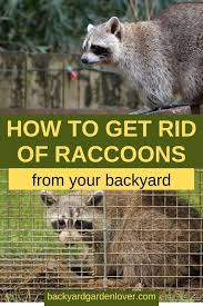 Limit other hiding places by sealing the space around the bases of sheds and decks with chicken wire or hardware cloth. How To Get Rid Of Raccoons Arxiusarquitectura