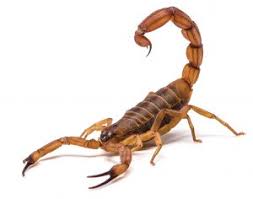 We can help youkill your pests. Bug Weed Mart Celebrates Grand Opening Of East Mesa Location