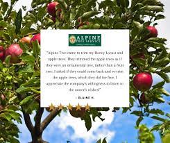 Alpine Tree Service Llc Home Facebook