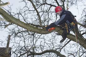 Fill out this short form and a smetters tree service representative will contact you on the same business day to provide you with services. Tree Trimming How Much Tree Removal Rockford Il