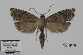 Image result for Cydia strobilella