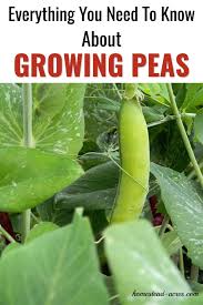 Sow peas in the garden 6 weeks before the average last frost date in spring or as soon as the soil can be worked. How To Grow Peas Homestead Acres
