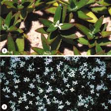 Image result for Triainolepis africana