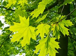 How to use in the landscape. The Best Maple Trees For Michigan Yards Ppm Tree