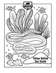 674 x 960 jpeg 271 кб. Yellow Bellied Sea Snake Coloring Page C S W D