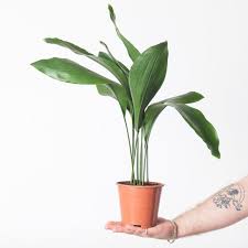 Image result for Aspidistra