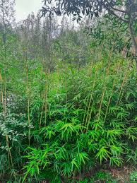 Image result for Pilea bambuseti