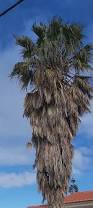 Image result for Washingtonia