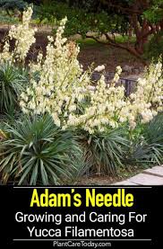 Adams gardens are members of the idaho nursery association and idaho preferred. Growing Yucca Filamentosa Caring For Adams Needle Yucca Filamentosa Yucca Plant Yucca