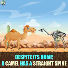 6.shark's teeth are literally as hard as steel. Learn The Universe On Twitter Camels Do Not Store Water In Their Humps The Humps Are Actually Reservoirs For Fatty Tissue Concentrating Fat In Their Humps Minimizes Insulation Throughout The Rest Of