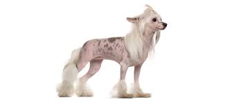 What Are The Best Hypoallergenic Dogs For People With Allergies Petfinder