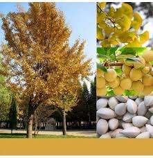 Oldest broad leafed tree on earth, identical with fossils 150 million years old. Egrow 5 Pcs Pack Ginkgo Biloba Seeds Rare Maidenhair Tree Seed Strong Adaptability Garden Fruit Tree