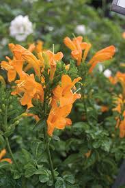 Image result for Tecoma capensis