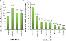 Image result for Bothriocline ugandensis