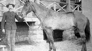 9 Of The Most Famous War Horses In ...