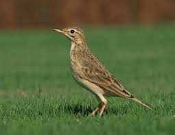 Any of various songbirds of the genus anthus and related genera, having brownish speckled. Is That A Pipit Or A Lark Bird Count India