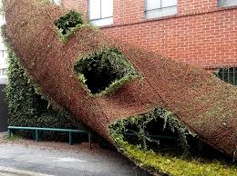 Es gibt viele gründe, warum die genannten positiven eigenschaften sind nur einige punkte einer langen liste von vorteilen, die der einsatz von kletterpflanzen mit sich bringt. Rankhilfen Kletterpflanzen Und Rankhilfen Aus Holz Oder Metall