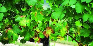 Image result for Pseudopeziza tracheiphila