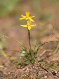 Image result for Osyris compressa