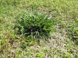 Tall fescue an award winning grass. Understanding Those Fescues Missouri Environment And Garden News Article Integrated Pest Management University Of Missouri
