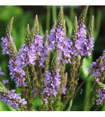 كما تشير الحمامة البيضاء إلى الاستقرار والتخلص من المشاكل الكبيرة. Ø±Ø¹ÙŠ Ø§Ù„Ø­Ù…Ø§Ù… Ø§Ù„Ø¨Ø±ÙŠØ© Ø¹Ø´Ø¨Ø© Ø±Ø¬Ù„ Ø§Ù„Ø­Ù…Ø§Ù…