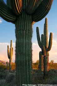 Saguaro cactus grow slowly and need partial shade to thrive. Saguaro Cactus Cactus Saguaro Cactus Cactus Plants