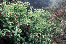 Image result for Hyparrhenia formosa