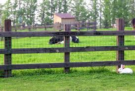 When the little goats we played with in the summer. Kandang Terbuka Steemit