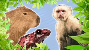 The amazing rain forests of the amazon basin, the dry atacama desert in chile and the snow capped mountain peaks and. 10 Jungle Animals For Kids Amazon Animals For Kids South American Animals Youtube