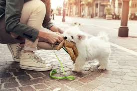A puppy needs no more than 5 minutes of exercise for each month it has been alive. How Much Exercise Does A Dog Need