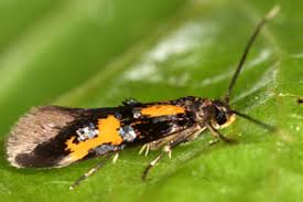 Image result for Chrysoclista splendida