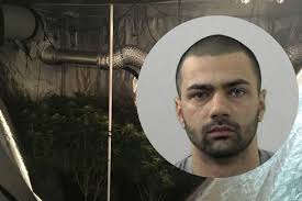 Drug dealer jailed after cannabis farms found at his home