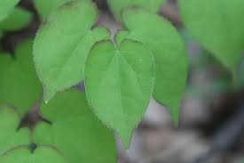 In order to maintain healthy levels of vitamin e, you need to ingest it through food or consume it as an oral supplement. Epimedium Yin Yang Huo Medicinetraditions Medicine Traditions