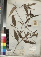 Image result for Commelina bracteosa