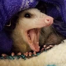 Pin By Carter On Opossum In 2020 Awesome Possum Possum Cute Animals