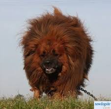 pin by ronald stevens on dog lover mastiff puppies tibetan mastiff tibetan mastiff puppy