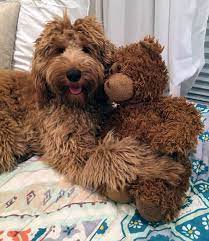 Check spelling or type a new query. About Mini Irish Doodles Darling Doodles Breeder Of Mini Irish Doodles